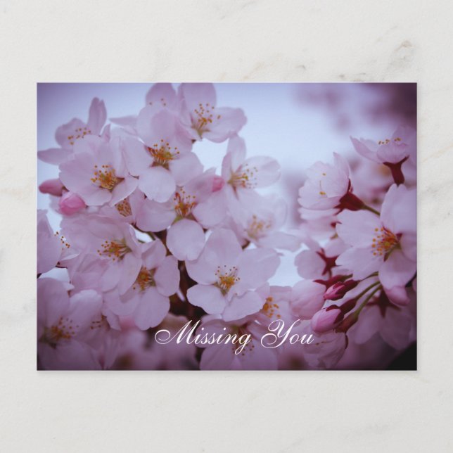 Missing you on cherry blossoms post card (Front)
