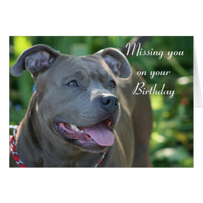 Missing you on your Birthday Pitbull dog card