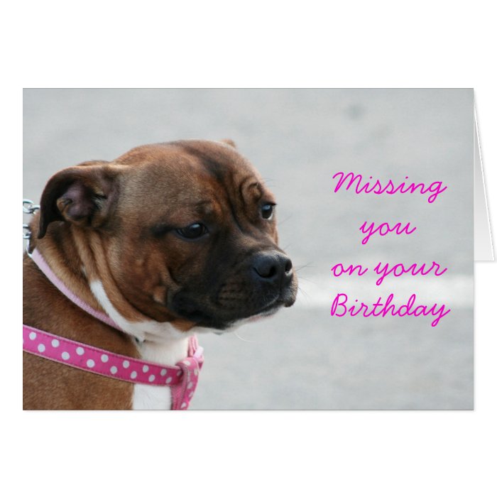 Missing you on your Birthday staffie  terrier card