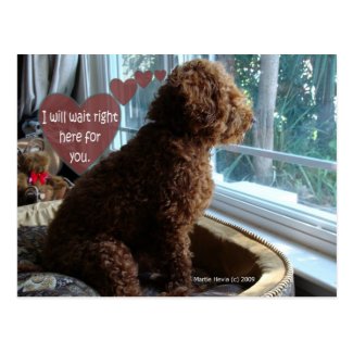 Missing You - Poodle - Postcard