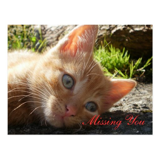 Missing You; Sad Kitten Postcard | Zazzle