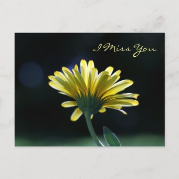 Missing You Sunlit Yellow Daisy Postcard by PhotographyTKDesigns at Zazzle