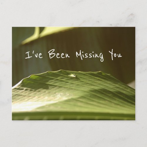 Missing You Water Droplet on Banana Leaf Photo Postcard