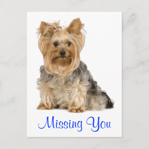 Missing You Yorkshire Terrier Puppy Dog Postcard
