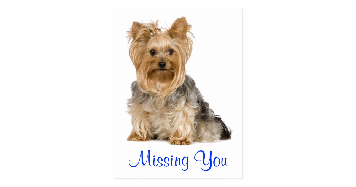 Missing You Yorkshire Terrier Puppy Dog Postcard Zazzle Com