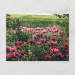 Mississippi Garden Postcard