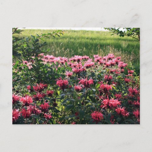 Mississippi Garden Postcard