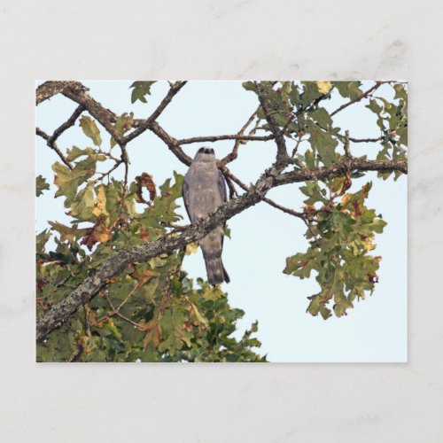 Mississippi Kite And Oak Tree Postcard