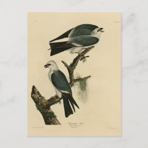 Mississippi Kite from Audubon's Birds of America Postcard