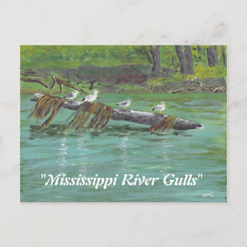 Mississippi River Gulls Postcard