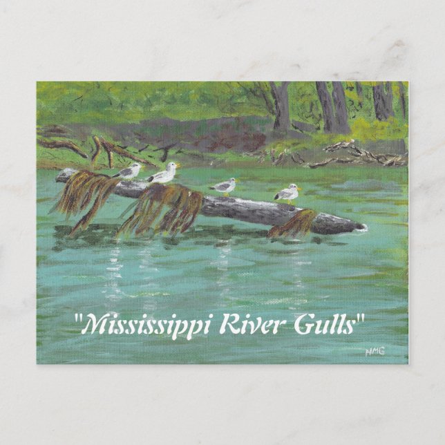 Mississippi River Gulls Postcard (Front)