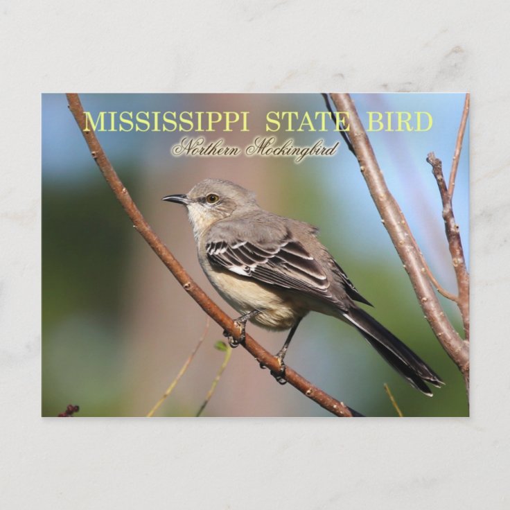 Mississippi State Bird Northern Mockingbird Postcard Zazzle