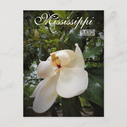 Mississippi State Flower Magnolia Grandiflora Postcard