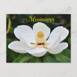Mississippi State Flower: Magnolia Postcard at Zazzle