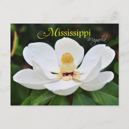 Mississippi State Flower: Magnolia Postcard