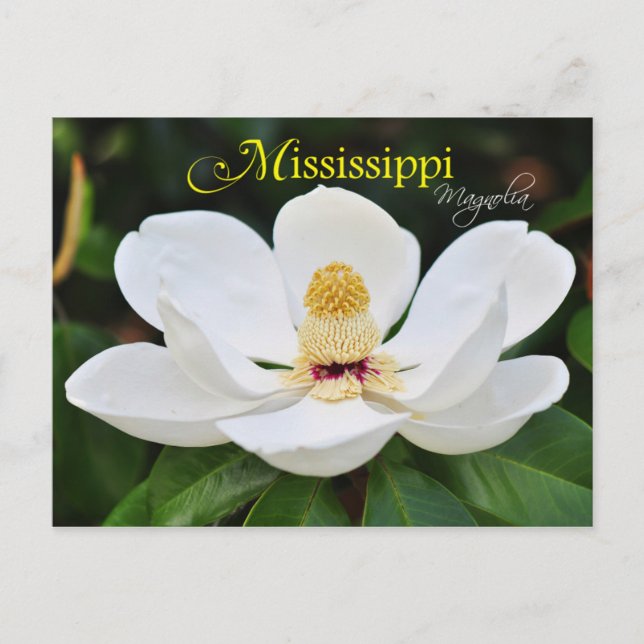 Mississippi State Flower: Magnolia Postcard (Front)