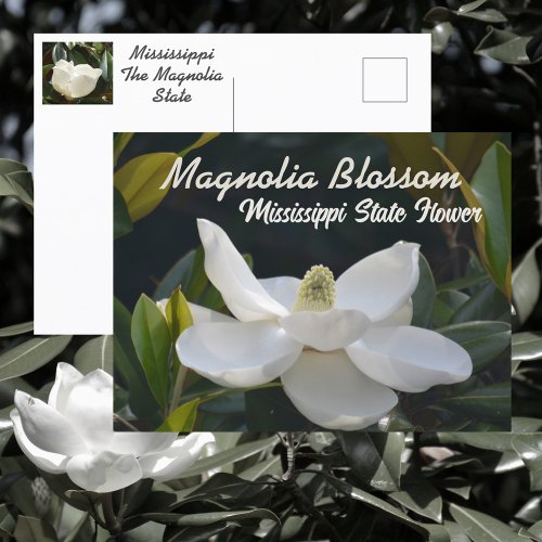 Mississippi The Magnolia State Floral Photographic Postcard
