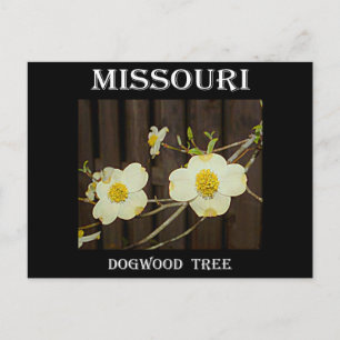 Missouri Dogwood Postcard