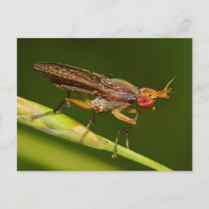 Missouri Fly. Postcard