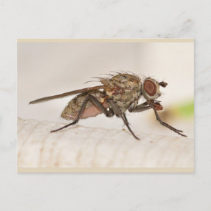 Missouri Fly. Postcard