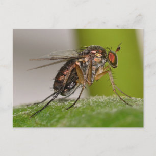 Missouri Fly. Postcard