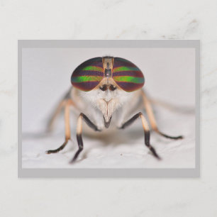 Missouri Horse Fly. Postcard