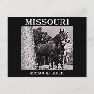 Missouri Mule Postcard