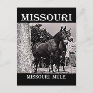 Missouri Mule Postcard