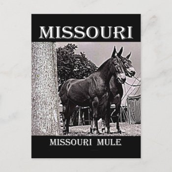 Missouri Mule Postcard by AmSymbols at Zazzle