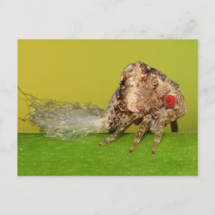 Missouri plant hopper nymph. postcard
