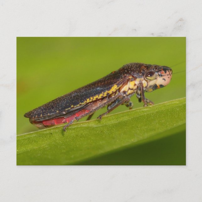 Missouri Plant Hopper. Postcard (Front)