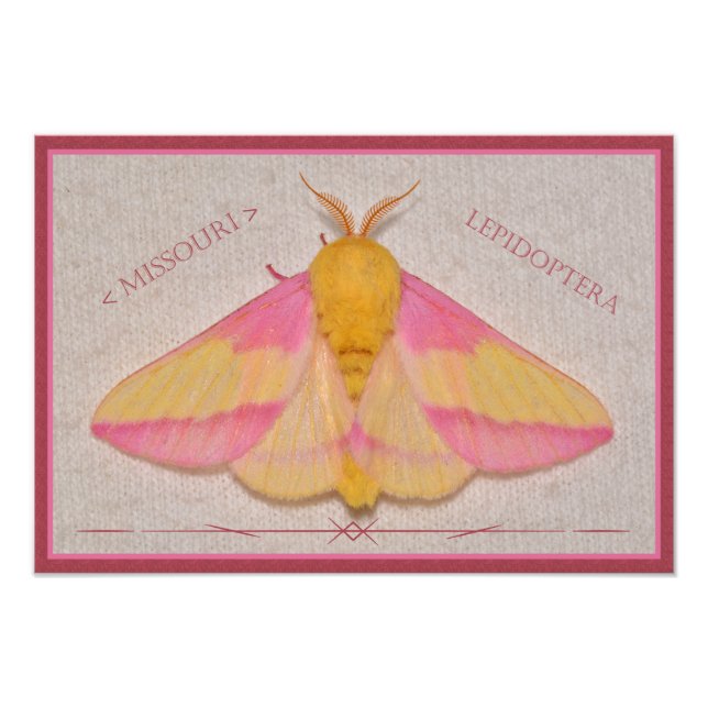 Missouri Rosy Maple Moth Deluxe. Photo Print (Front)