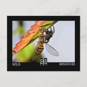Missouri spider with Prey. Postcard