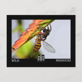 Missouri spider with Prey. Postcard