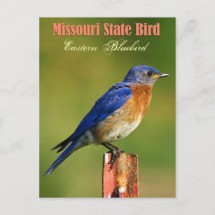 Missouri State Bird - Eastern Bluebird Postcard