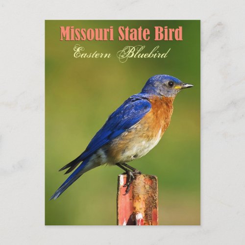 Missouri State Bird _ Eastern Bluebird Postcard