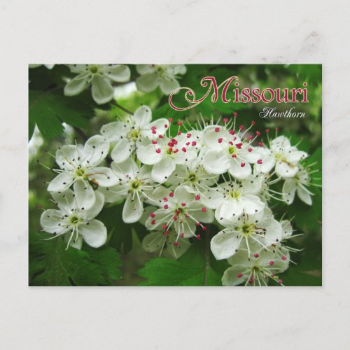 Missouri State Flower Hawthorn Postcard