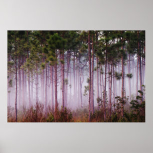 Mist among pine trees at sunrise, Everglades Poster