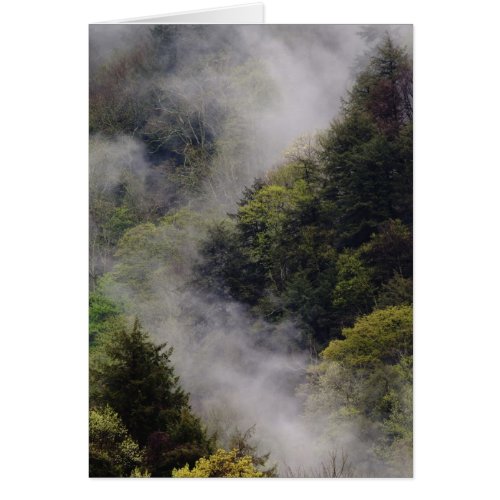 Mist rising from mountainside after spring rain