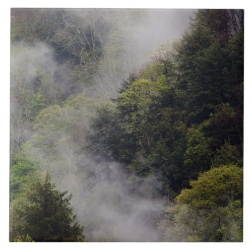 Mist rising from mountainside after spring rain tile