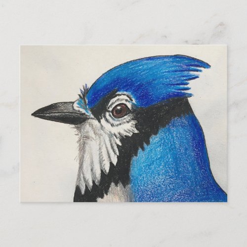 Mister Blue Jay Watercolor Bird Art Postcard