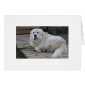 Mister Moose, 175 Pounds And All Dog Cards