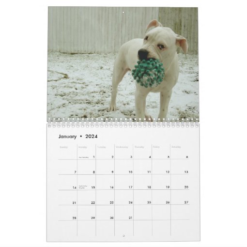 Mister Nelson Buckles The American Bulldog Calendar Zazzle