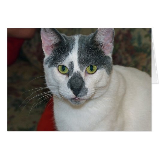 Mister Pants (Front Horizontal)