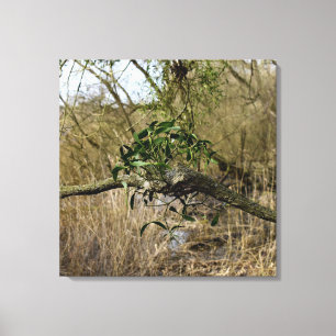 Mistletoe Canvas Print