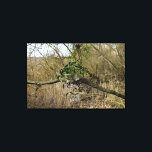 Mistletoe Canvas Print<br><div class="desc">Mistletoe,  I photographed it on the Rheine River Beach,  near Oppenheim,  Germany.
Photo by Krisi ArtKSZP ,  More Natur Photo Posters in Store Category >>> Nature photography >>> Canvas Art</div>