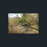 Mistletoe Canvas Print<br><div class="desc">Mistletoe,  I photographed it on the Rheine River Beach,  near Oppenheim,  Germany.
Photo by Krisi ArtKSZP ,  More Natur Photo Posters in Store Category >>> Nature photography >>> Canvas Art</div>