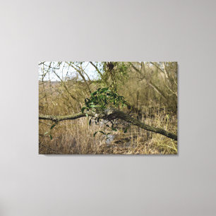 Mistletoe Canvas Print