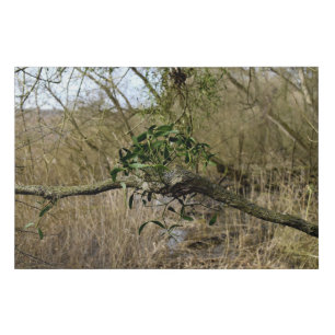 Mistletoe Faux Canvas Print