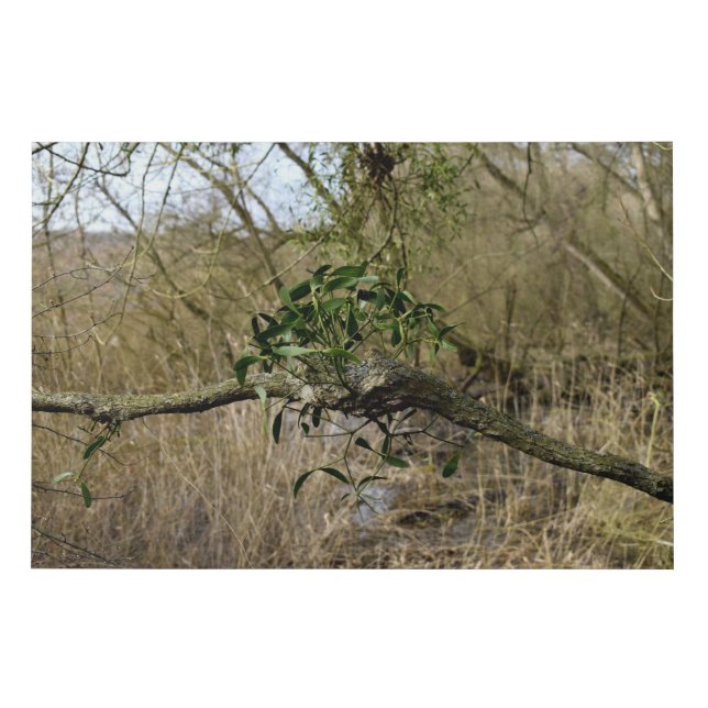 Mistletoe Faux Canvas Print (Front)
